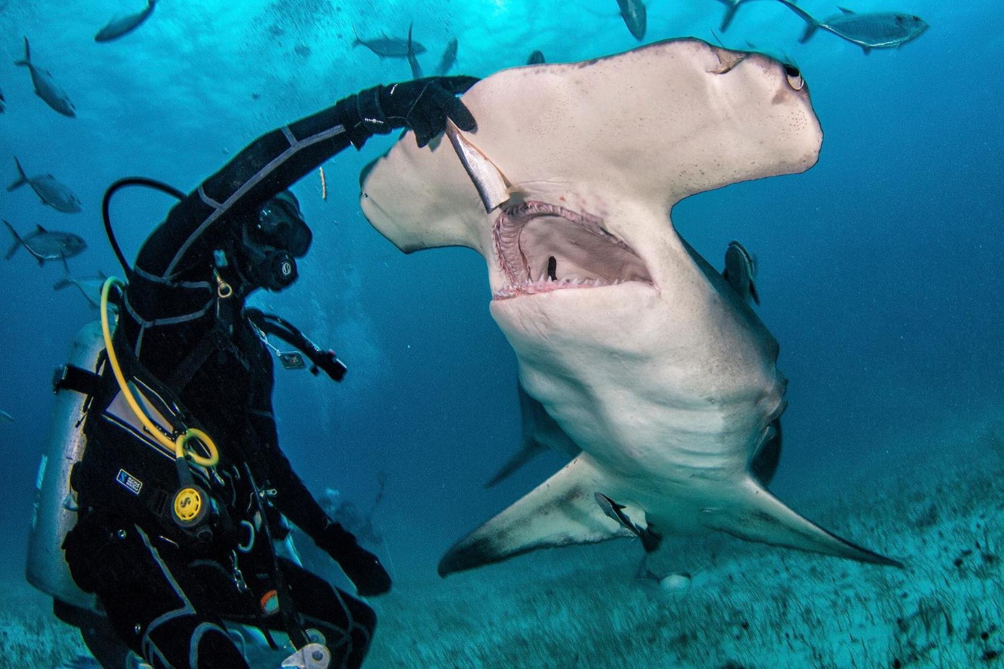 Bimini Big Game Club Resort & Marina อลิซทาวน์ ภายนอก รูปภาพ